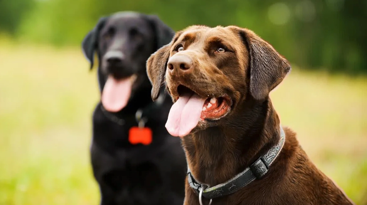 Black and brown dogs with their tongues sticking out