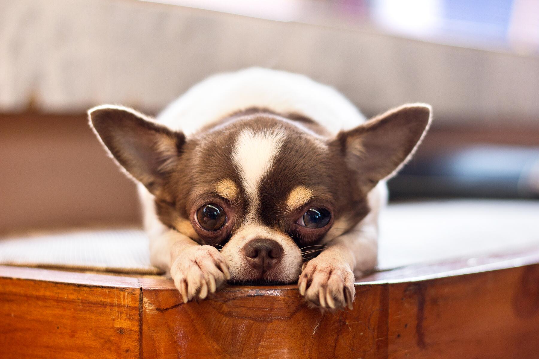 Small white dog with its head resting on its paws