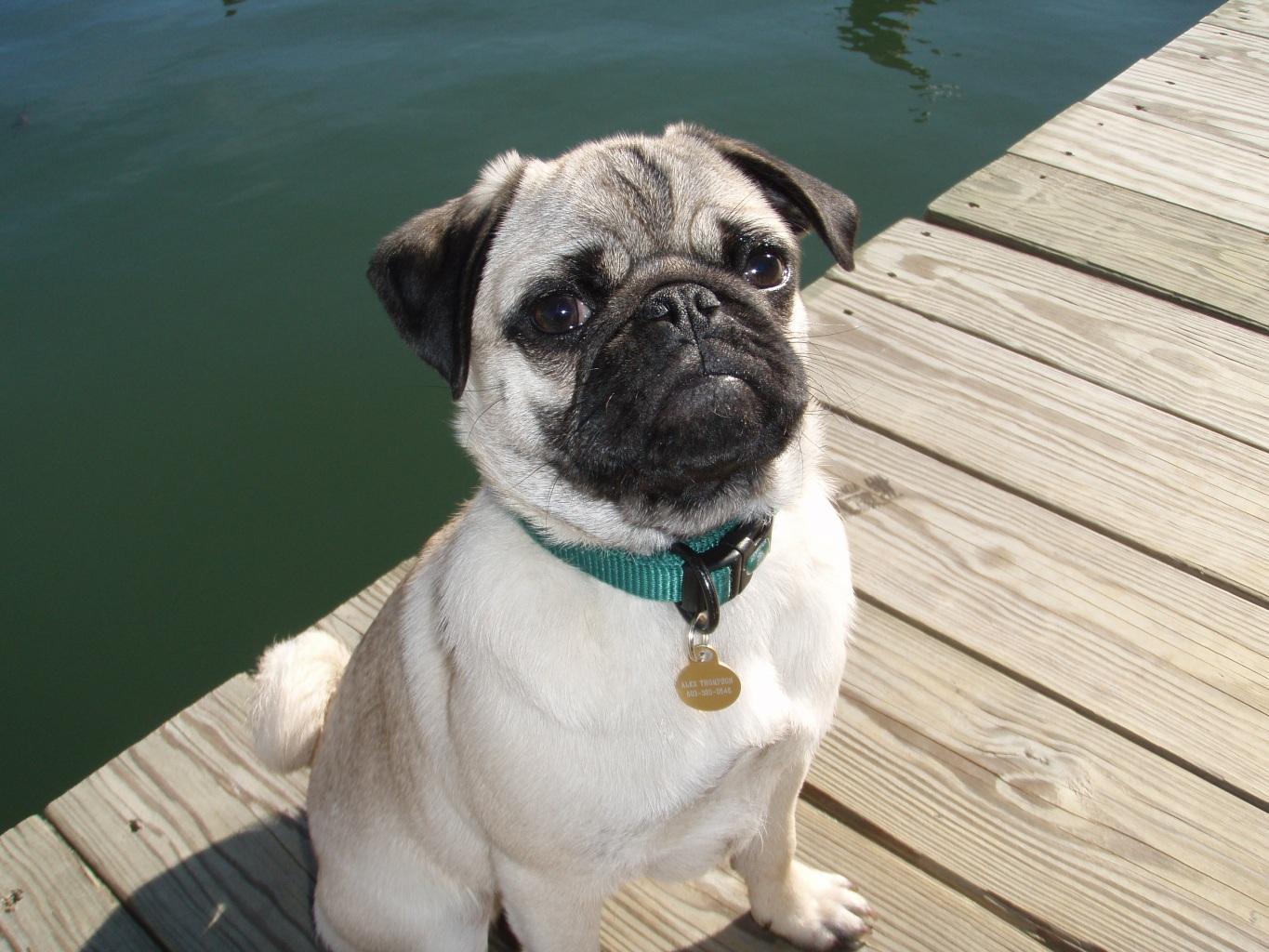 Small breed dog sitting by the sea with a blue collar