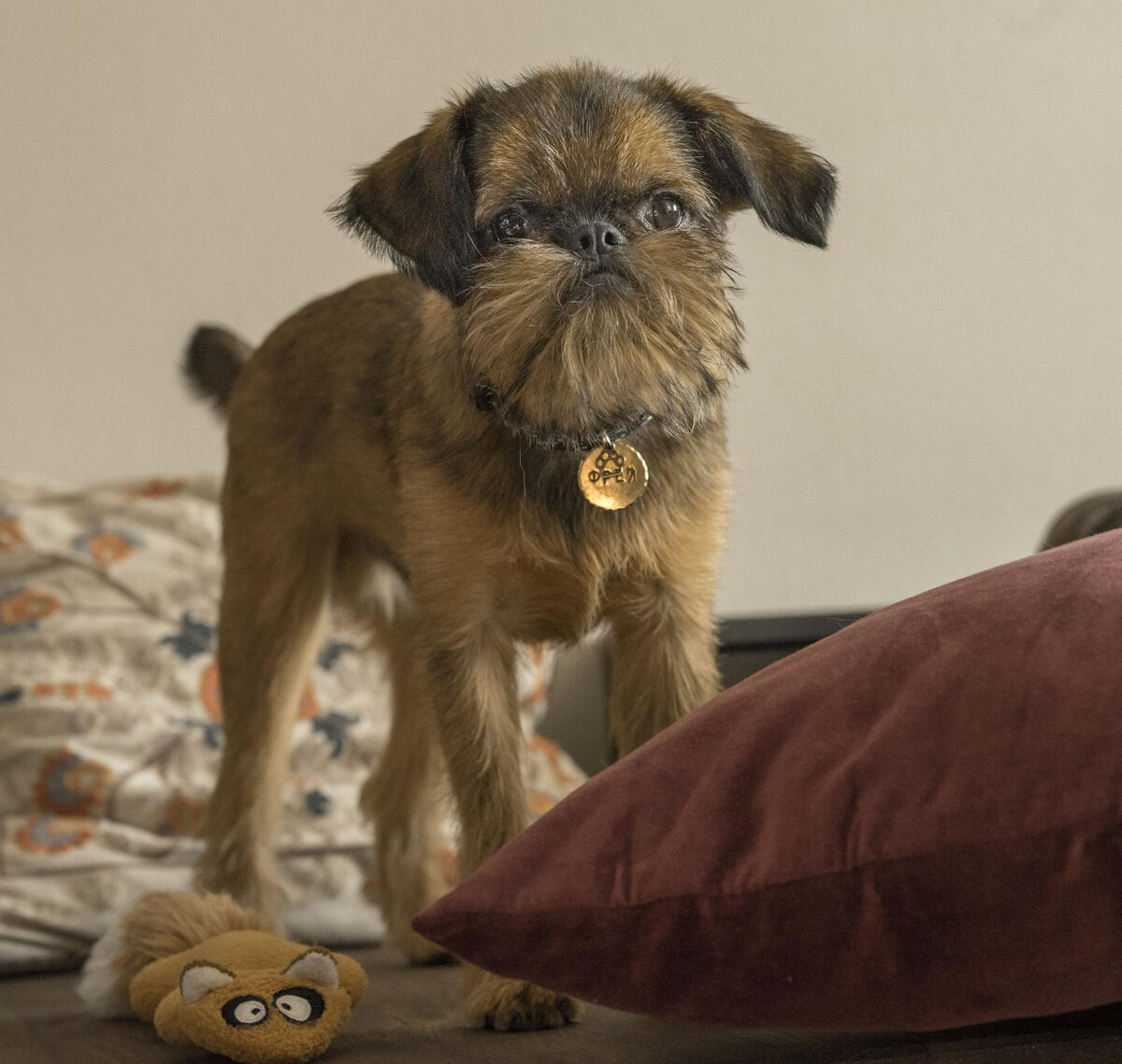 Standing Griffon dog