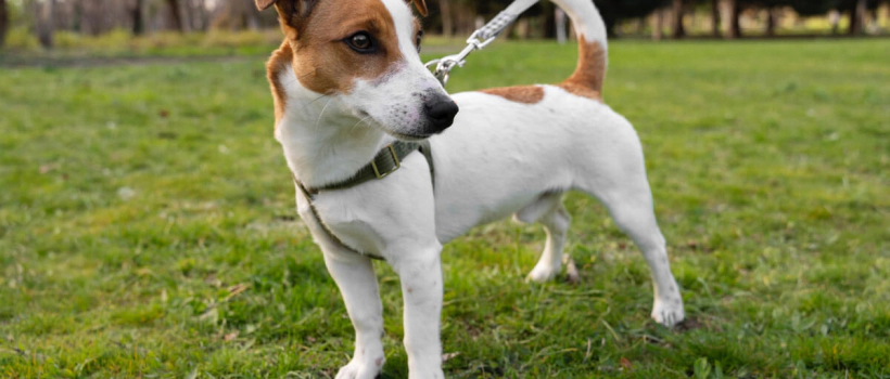 Jack Russell Terrier Characteristics, Care and Feeding