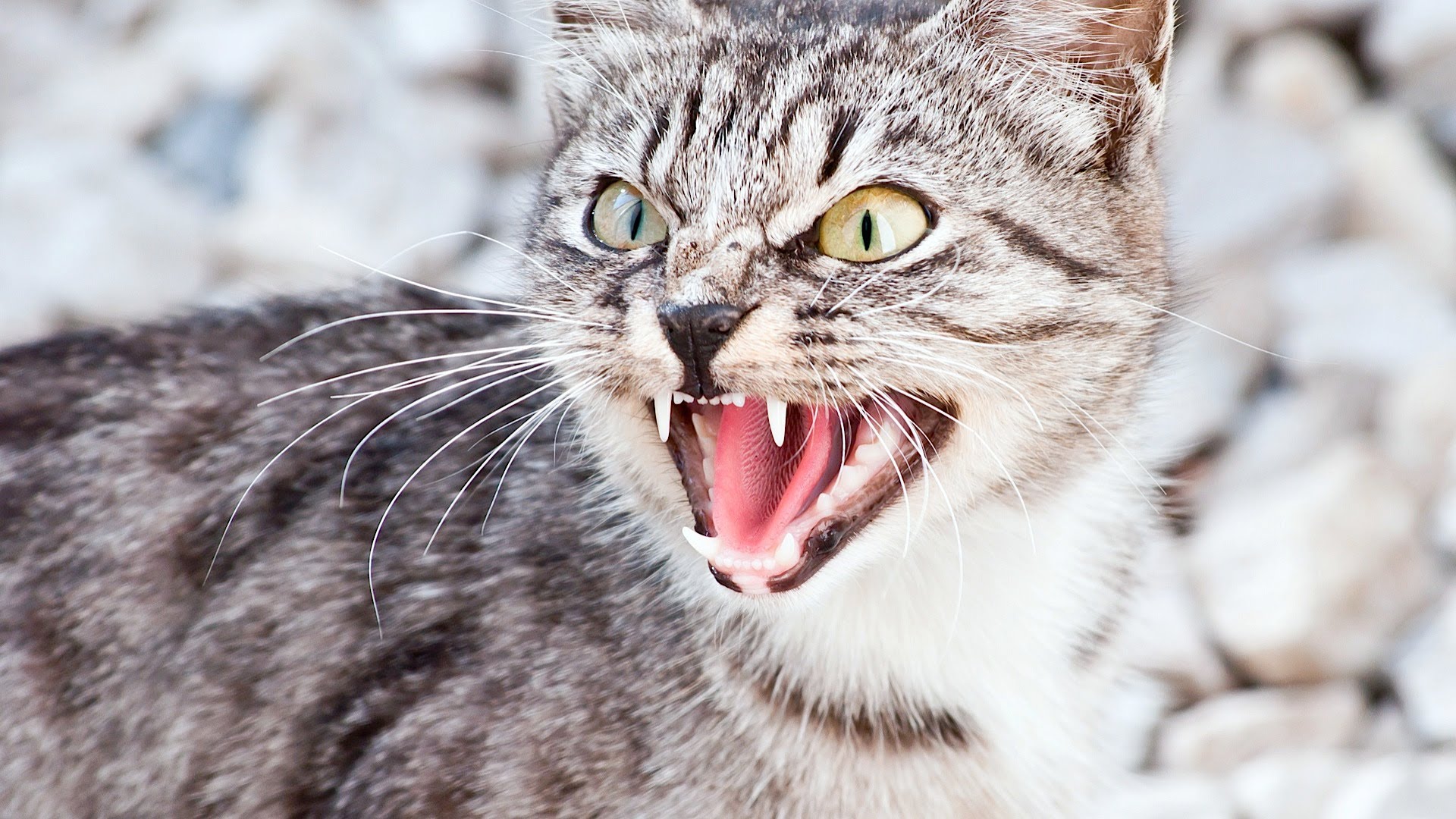sinirli kedi
