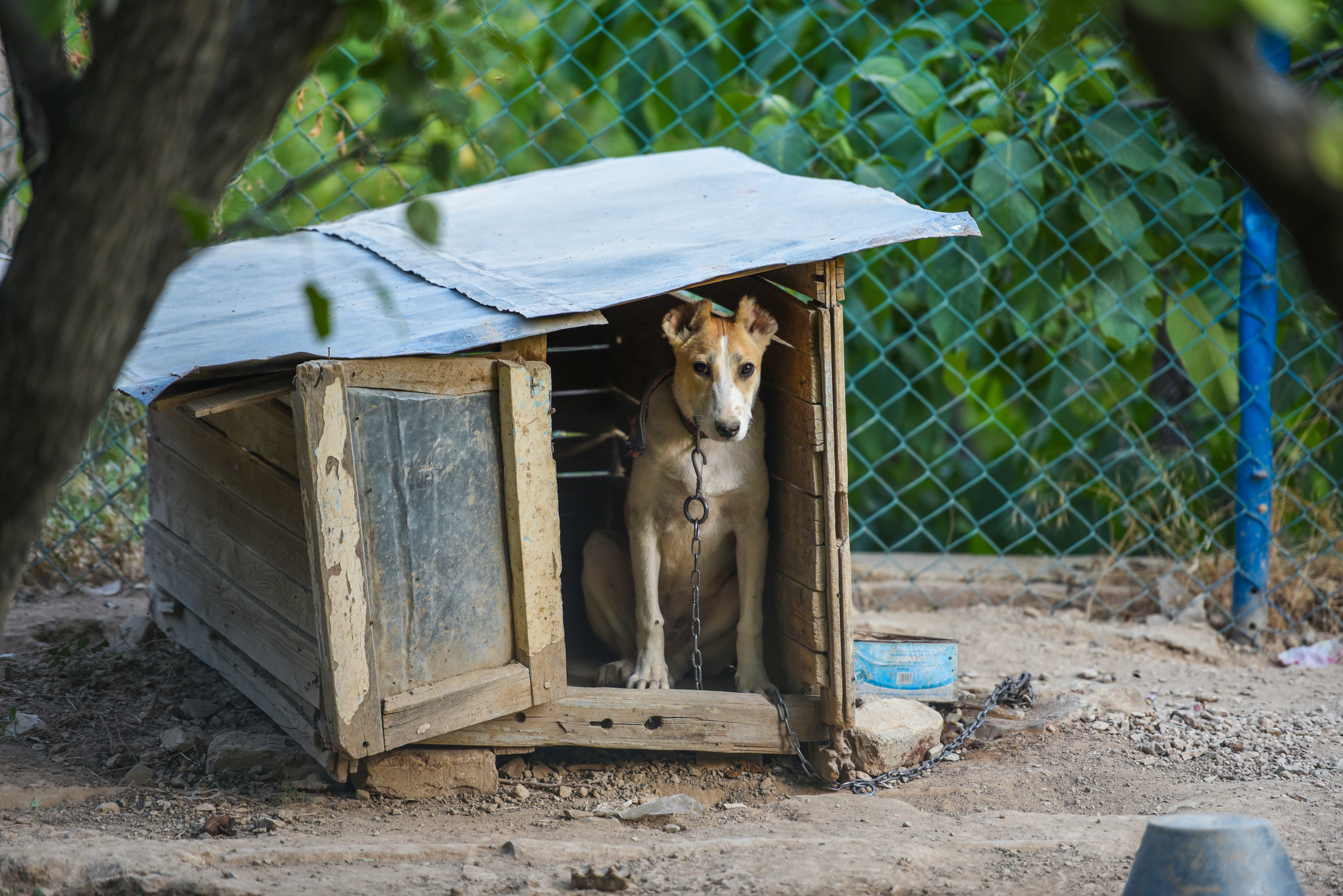 Causes of Panic Attacks in Dogs
