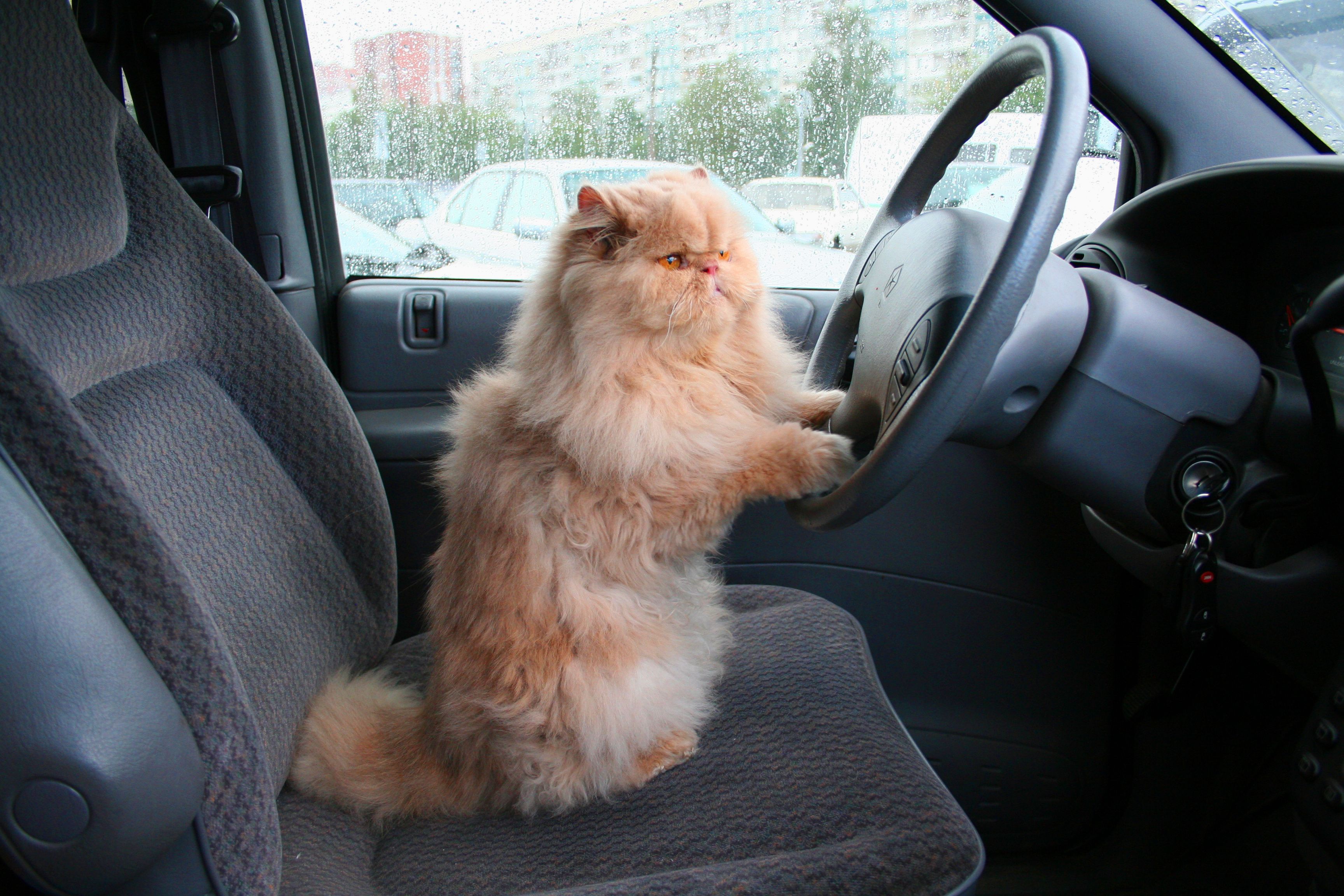 Persian cat sitting at the wheel