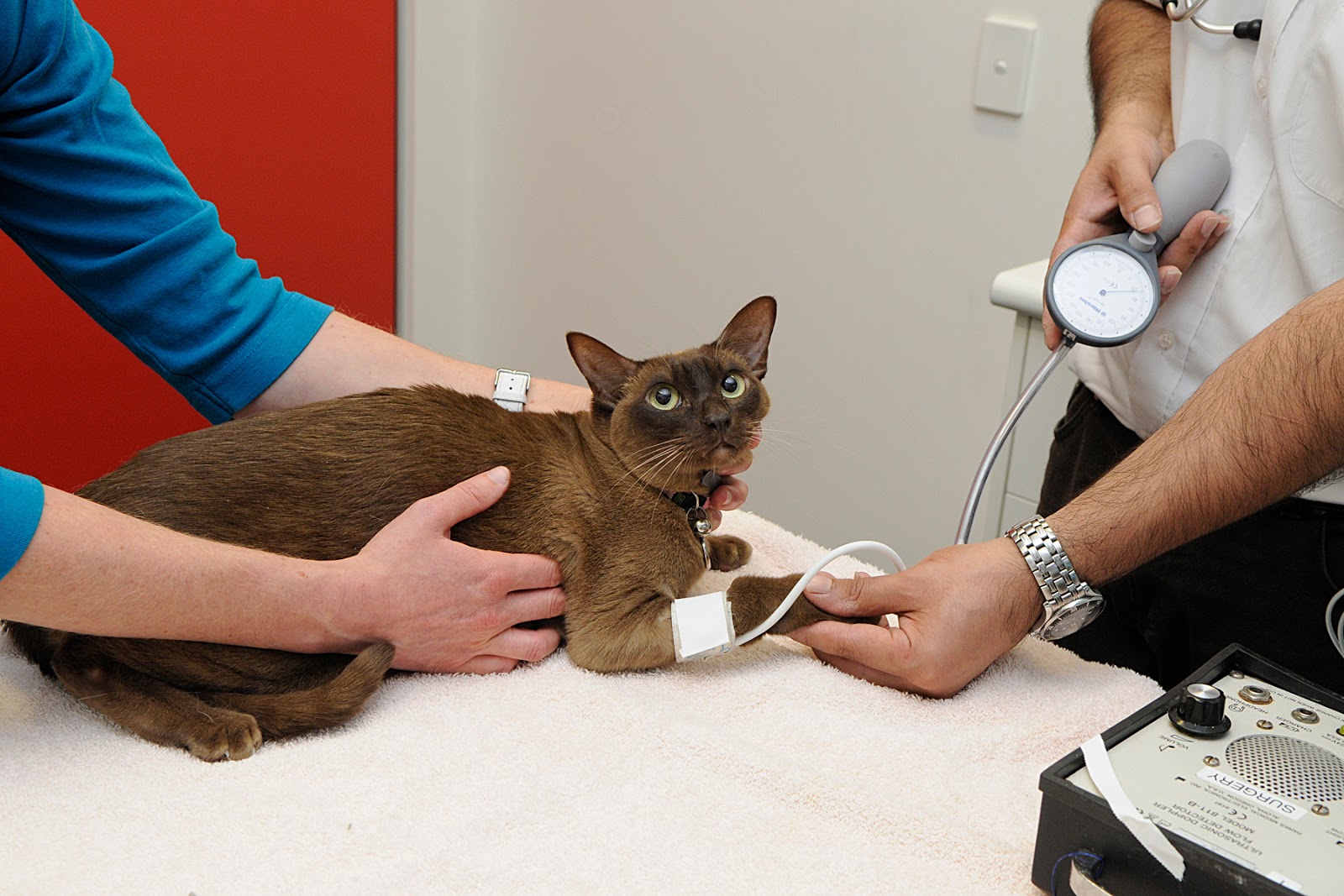 Cat with measured blood pressure
