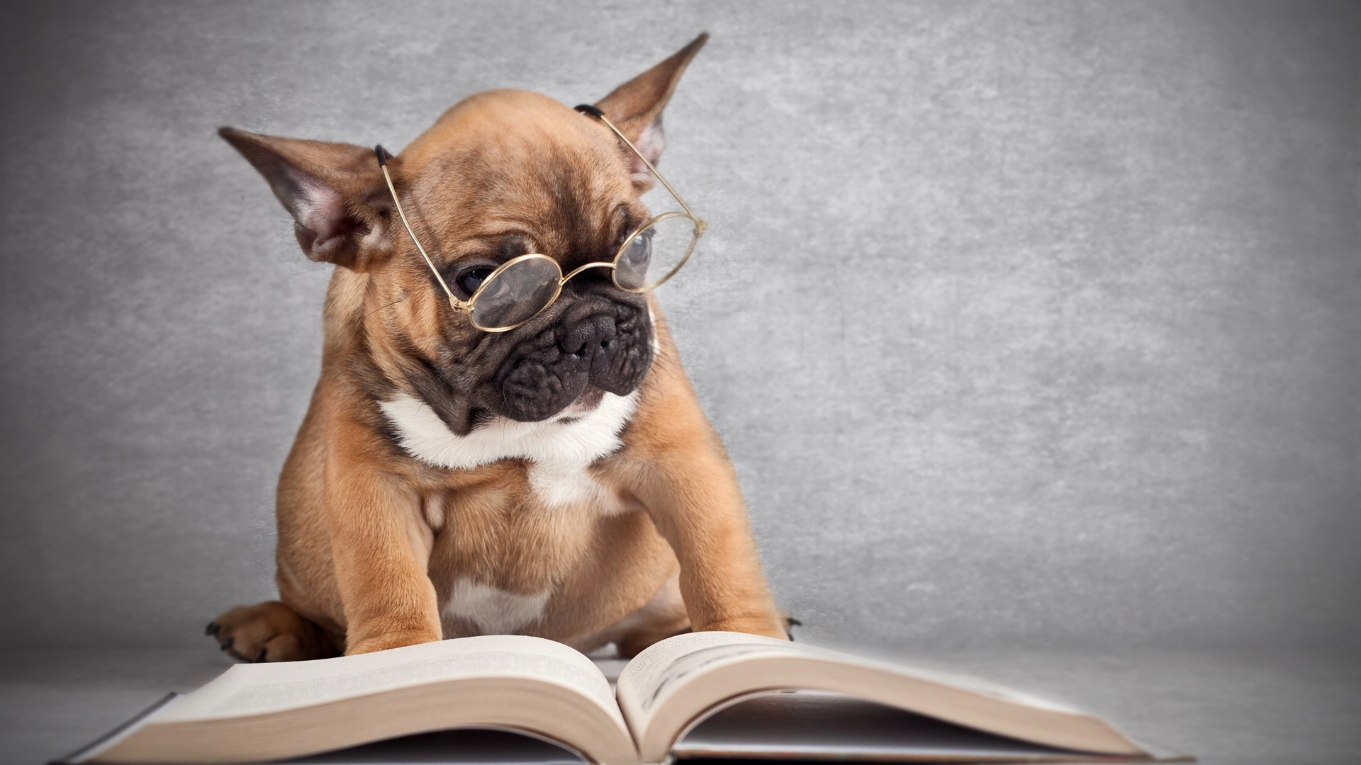 A dog with glasses reading a book