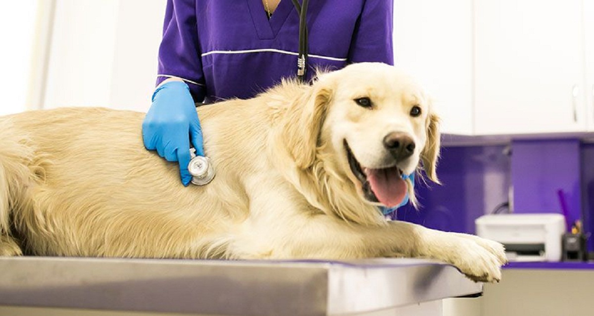 Dog being examined by a veterinarian