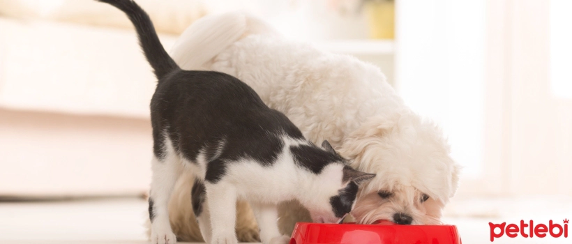 Can Dogs Eat Cat Food?