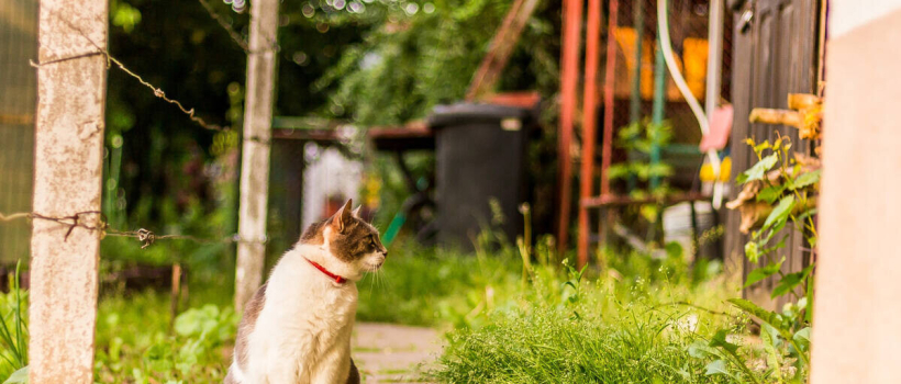 My Cat is Lost, How to Find a Lost Cat?
