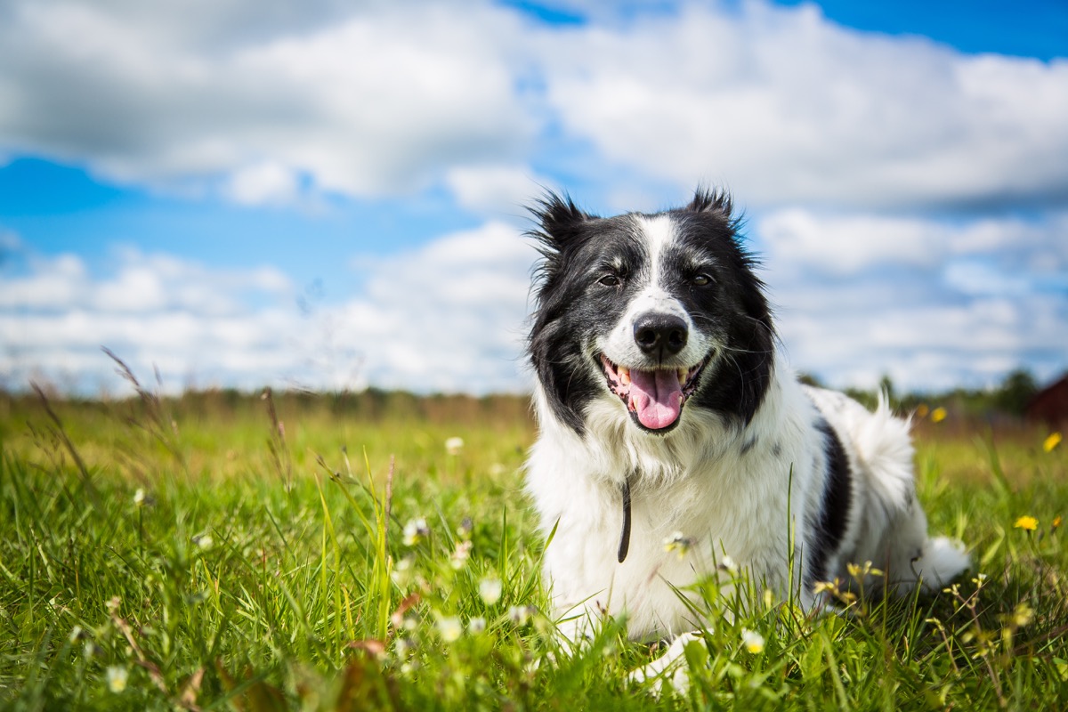 Black and white furry dog sitting on the grass