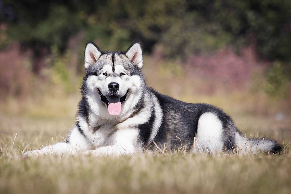 Alaska Malamute sitting in an open field