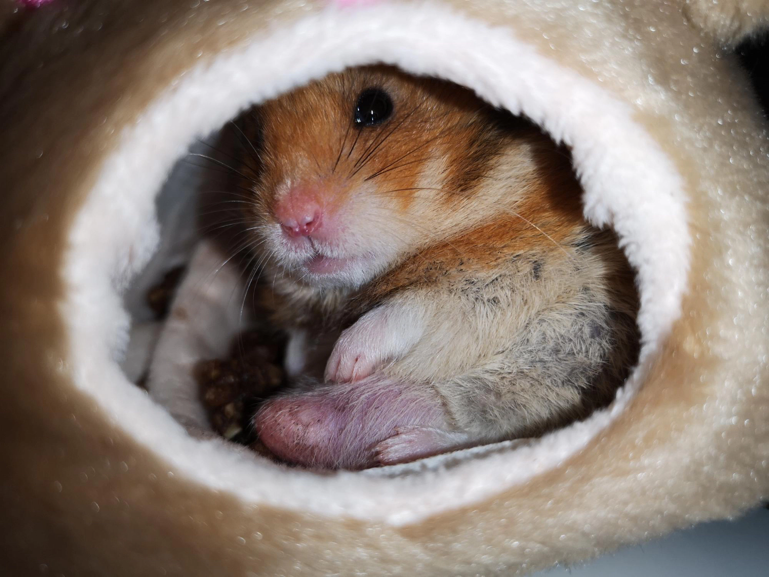 Hamster in its hamster bed