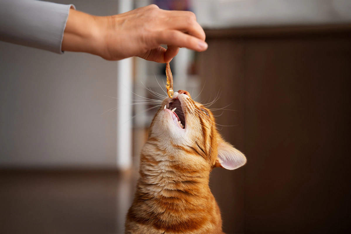 Stabby cat offered a small fish