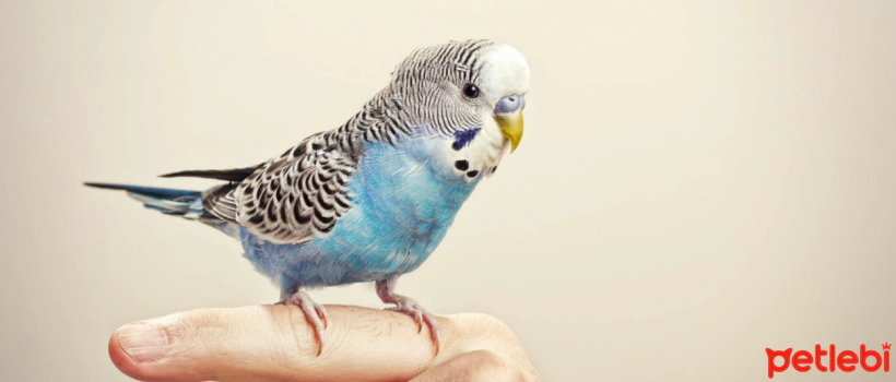 Why is my Budgie Afraid of Me?