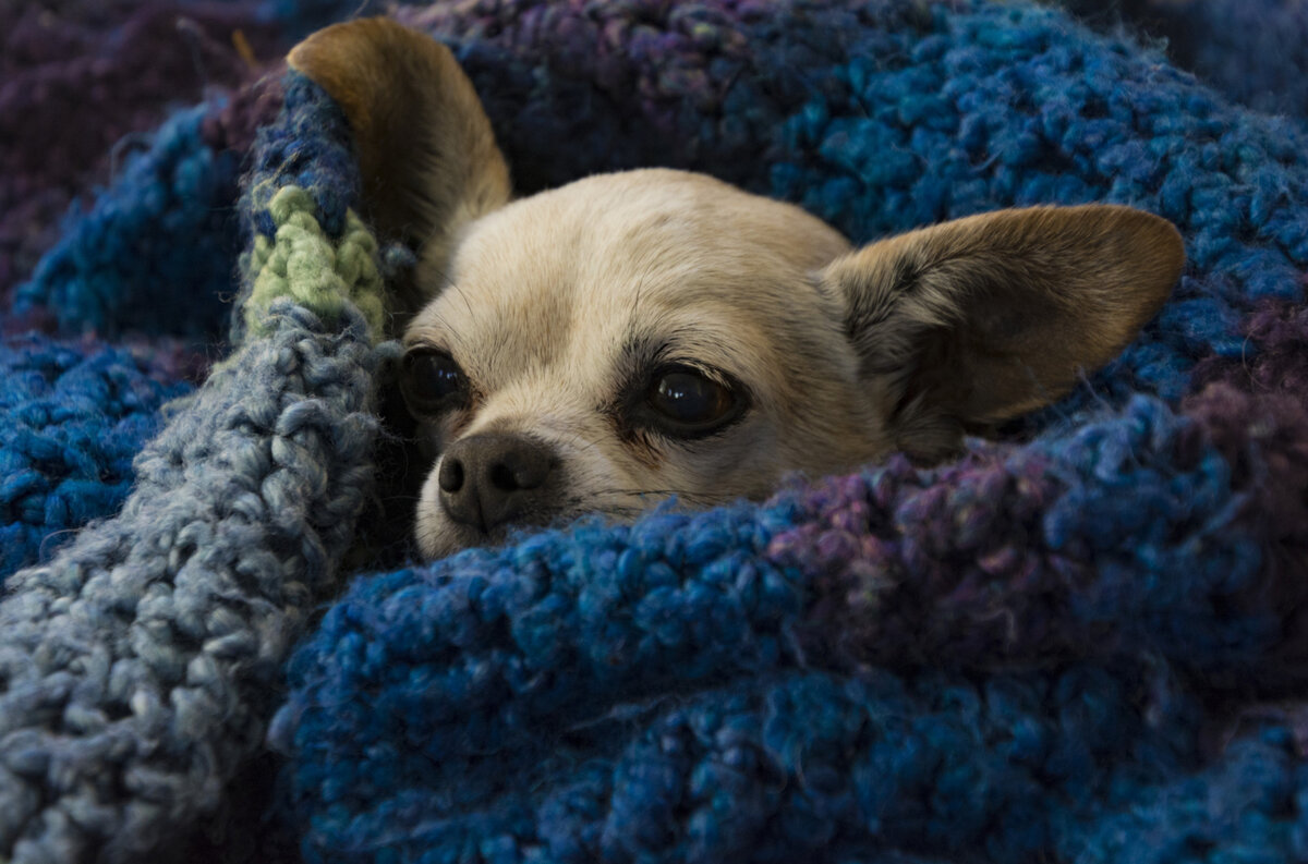 On a blanket Buried Chihuahua