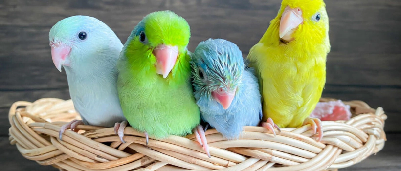 Forpus Parrot Characteristics, Care and Feeding