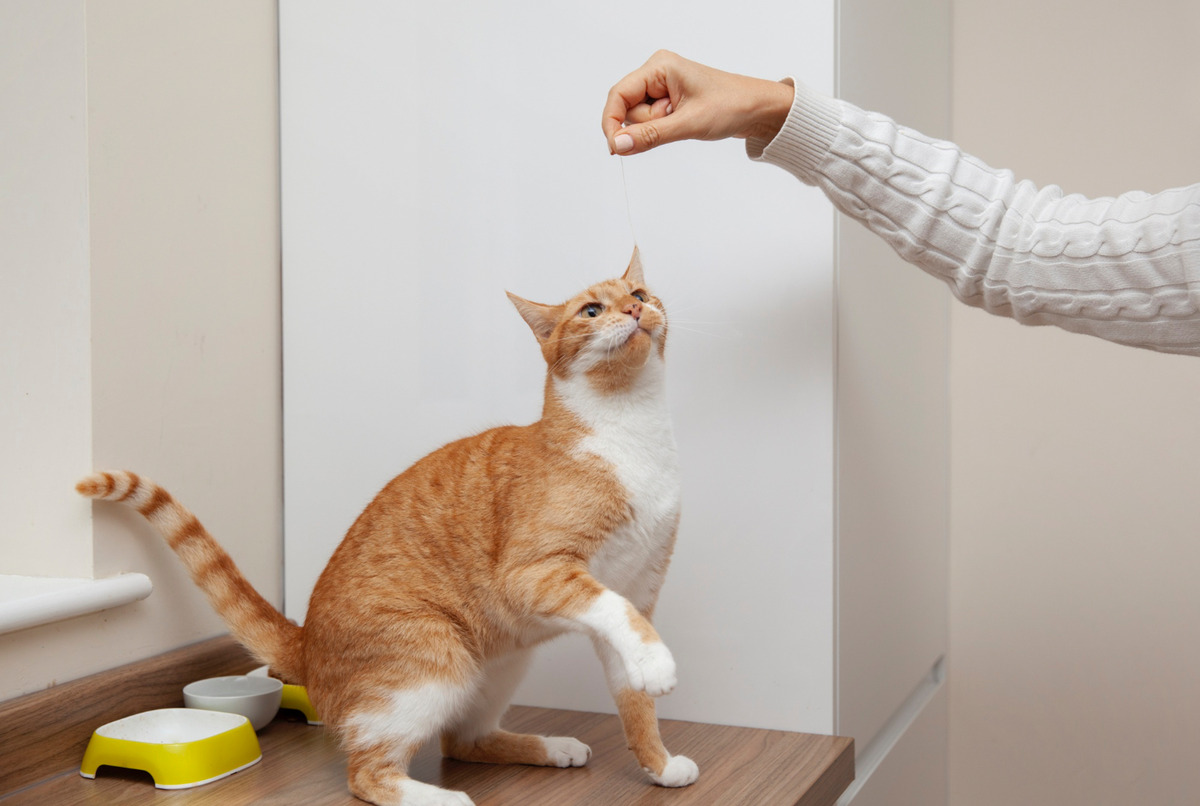 Tabby cat trying to get a treat