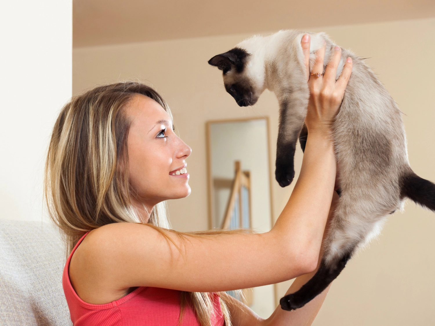 Siamese cat being lifted into the air