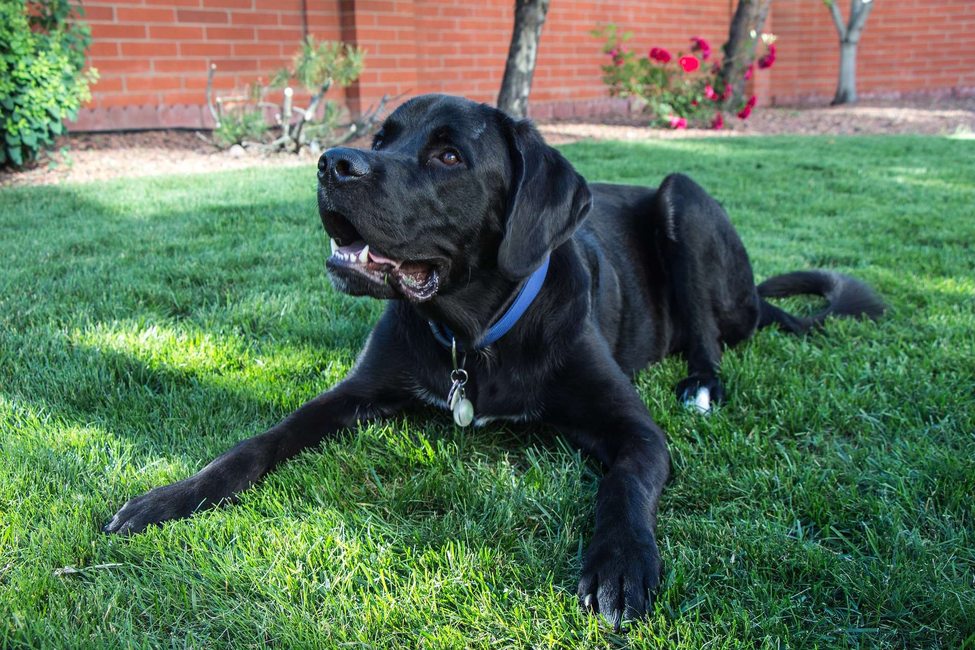 Black dog lying on the grass