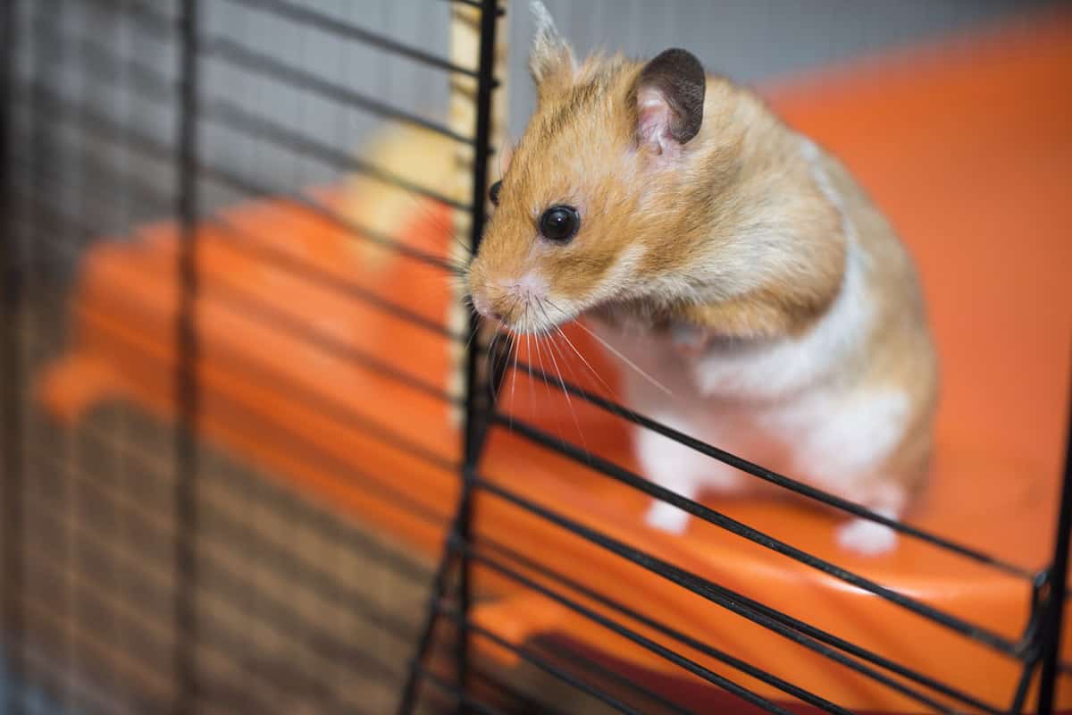 hamster looking out of its cage