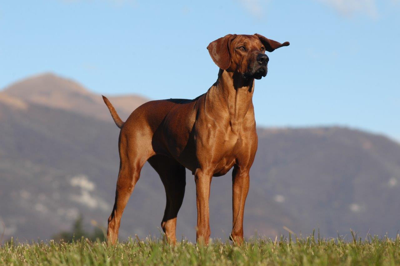 Large brown dog standing on the grass
