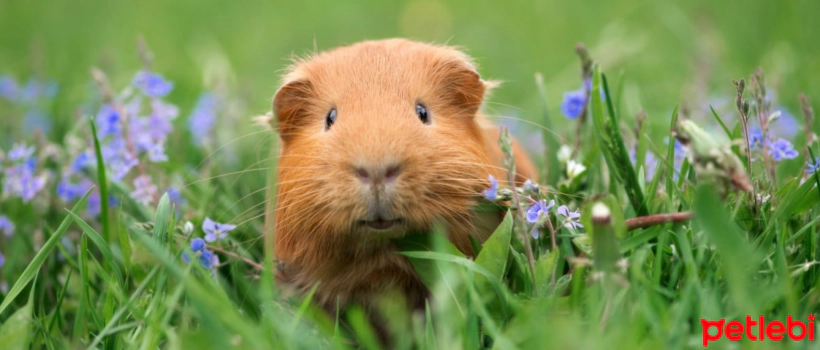 Guinea Pig Care, Feeding and Characteristics