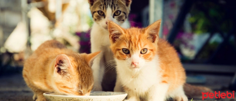 What Do Street Cats Eat?