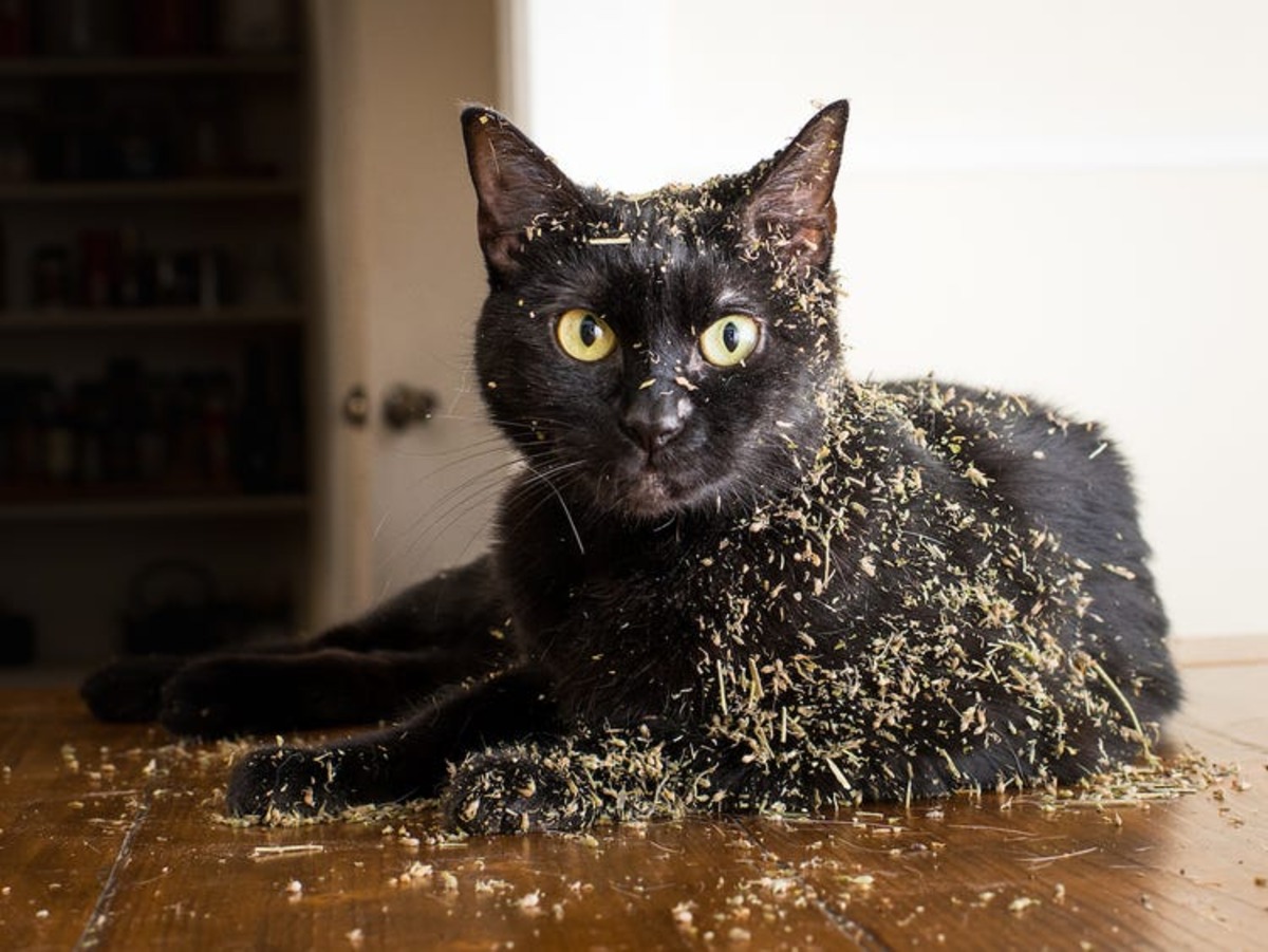 Frequently asked questions about catnip