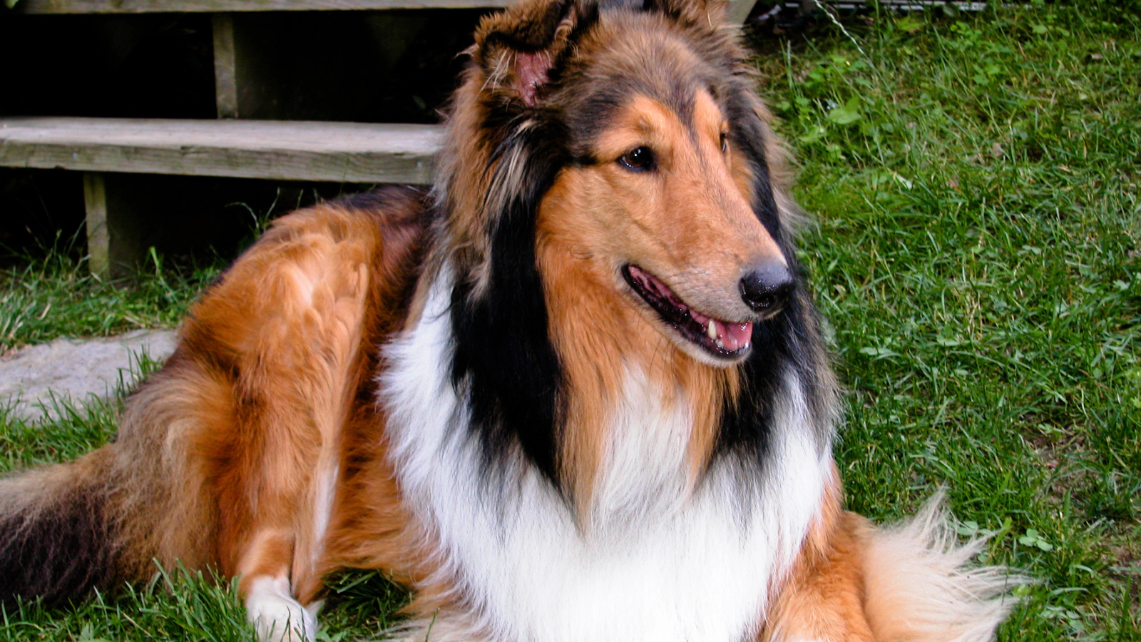Long-haired Lassie dog