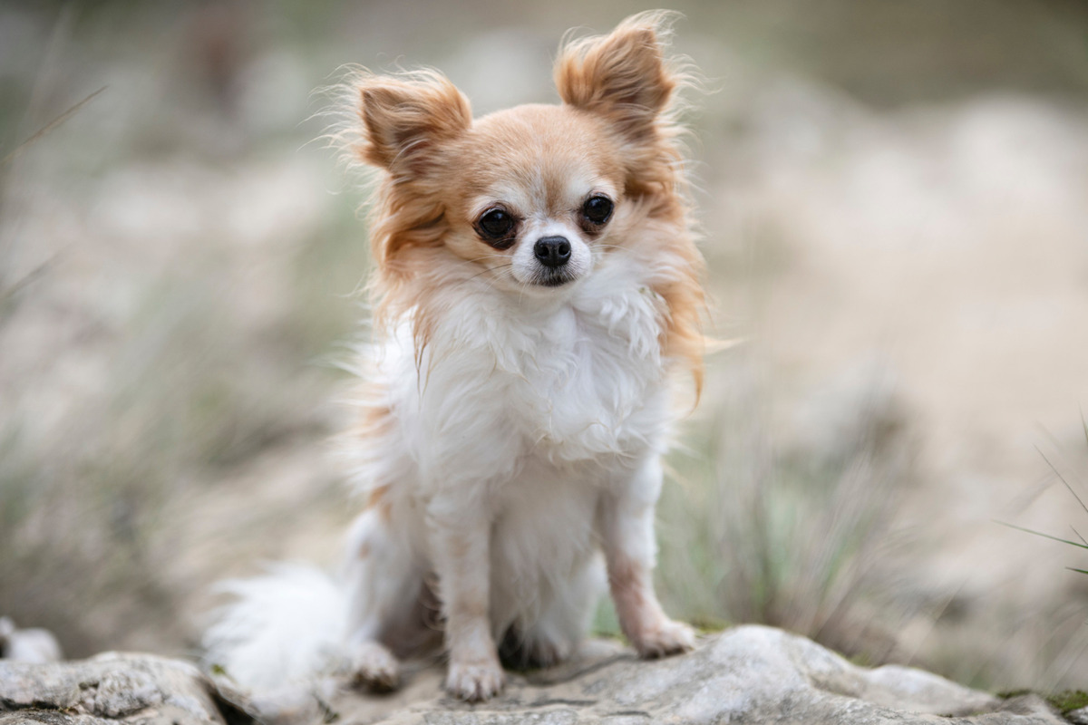 Chihuahua with long-haired light brown coat