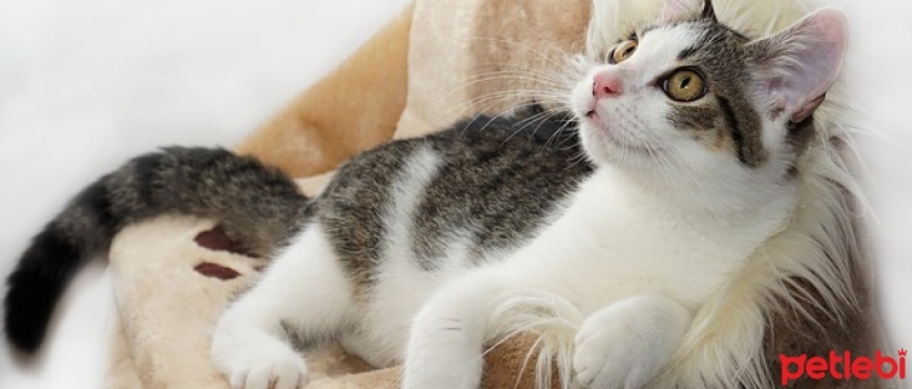 Products Offering Comfort for Cats' Lives