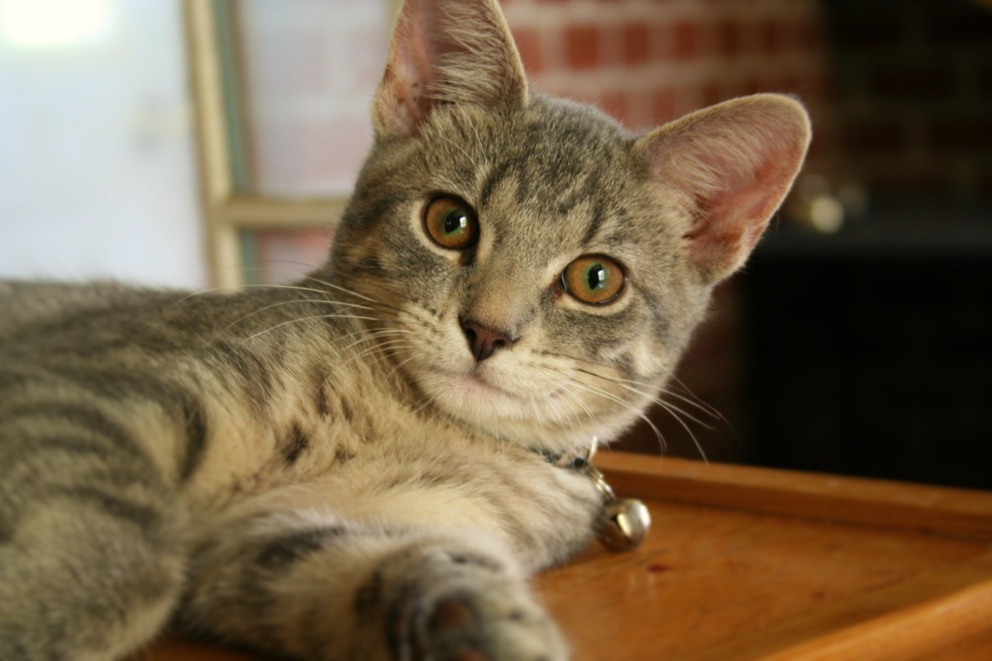 Cats with pupils of different sizes
