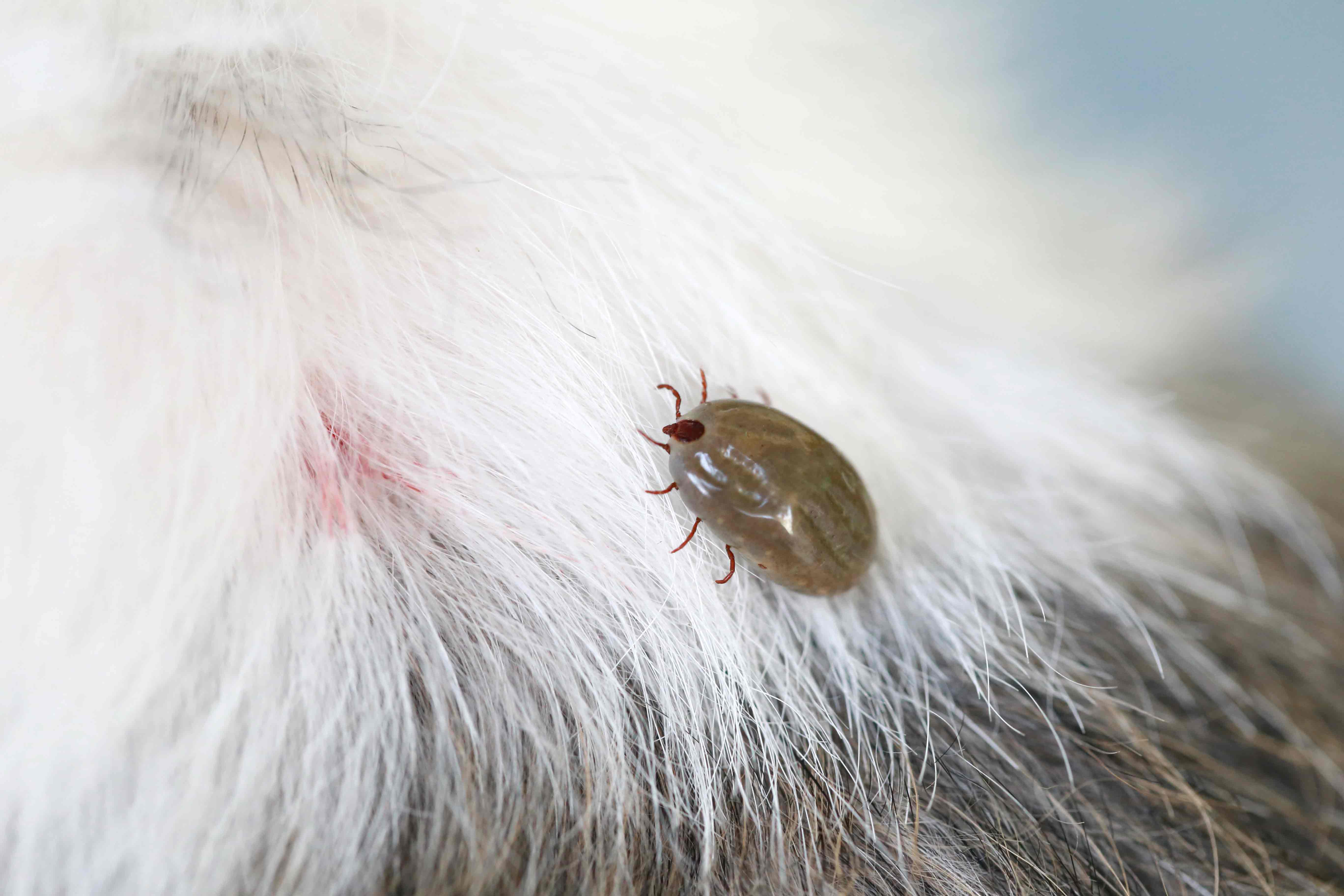 Close-up view of a tick on a dog