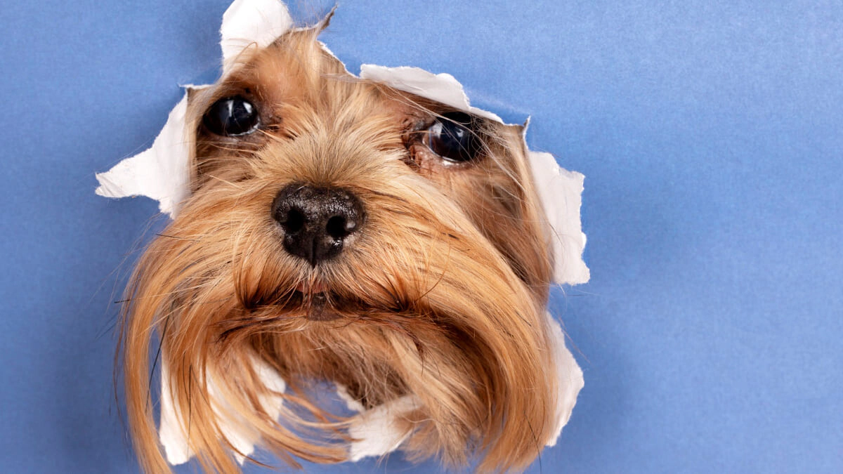 Non-Shedding and Hairless Dog Breeds