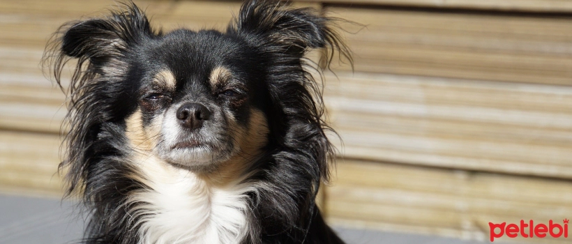 My Dog Doesn't Like Being Brushed, What Should I Do?