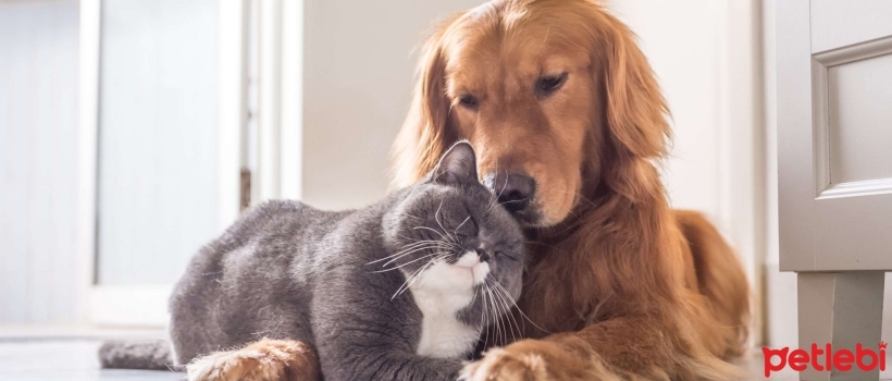 Can Veterinary Series Cat Foods Be Purchased Online?