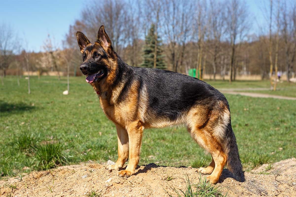 German Shepherd standing sideways outdoors