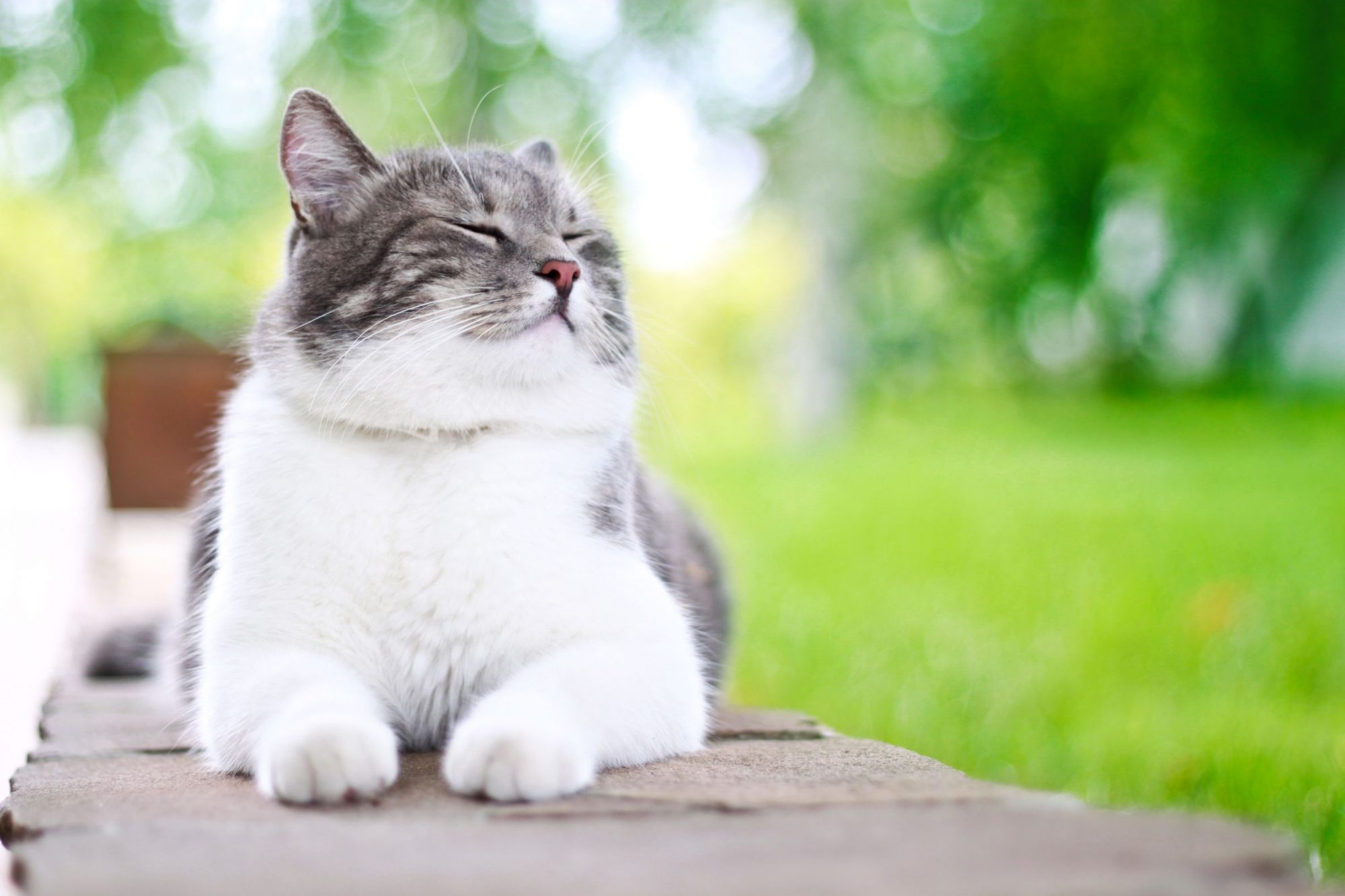 A cat sitting with its eyes closed