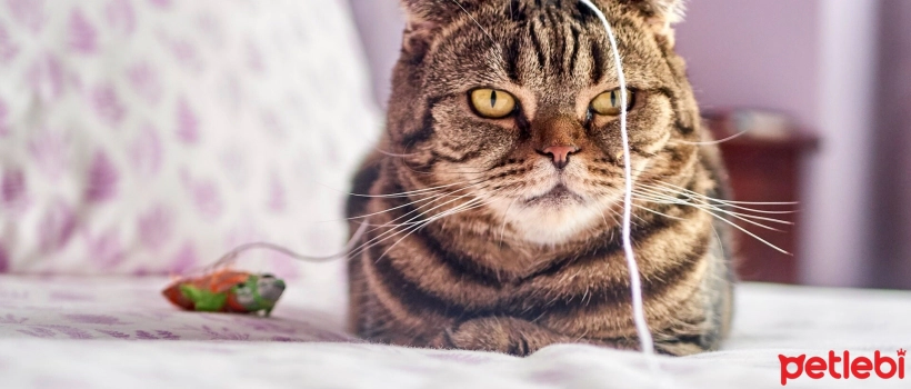 Why Shouldn't Cats Play with Yarn?