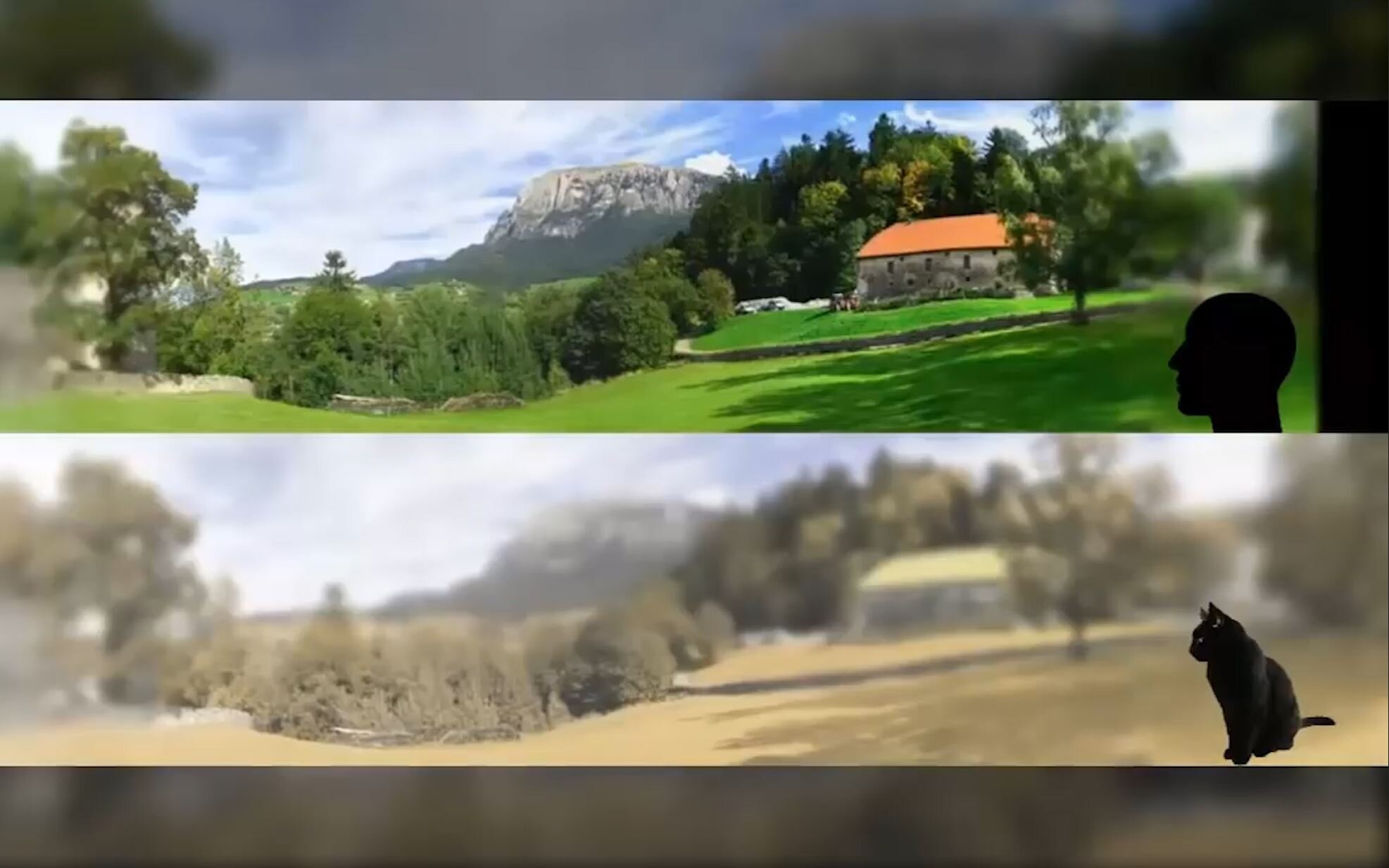 Comparison of cat and human vision