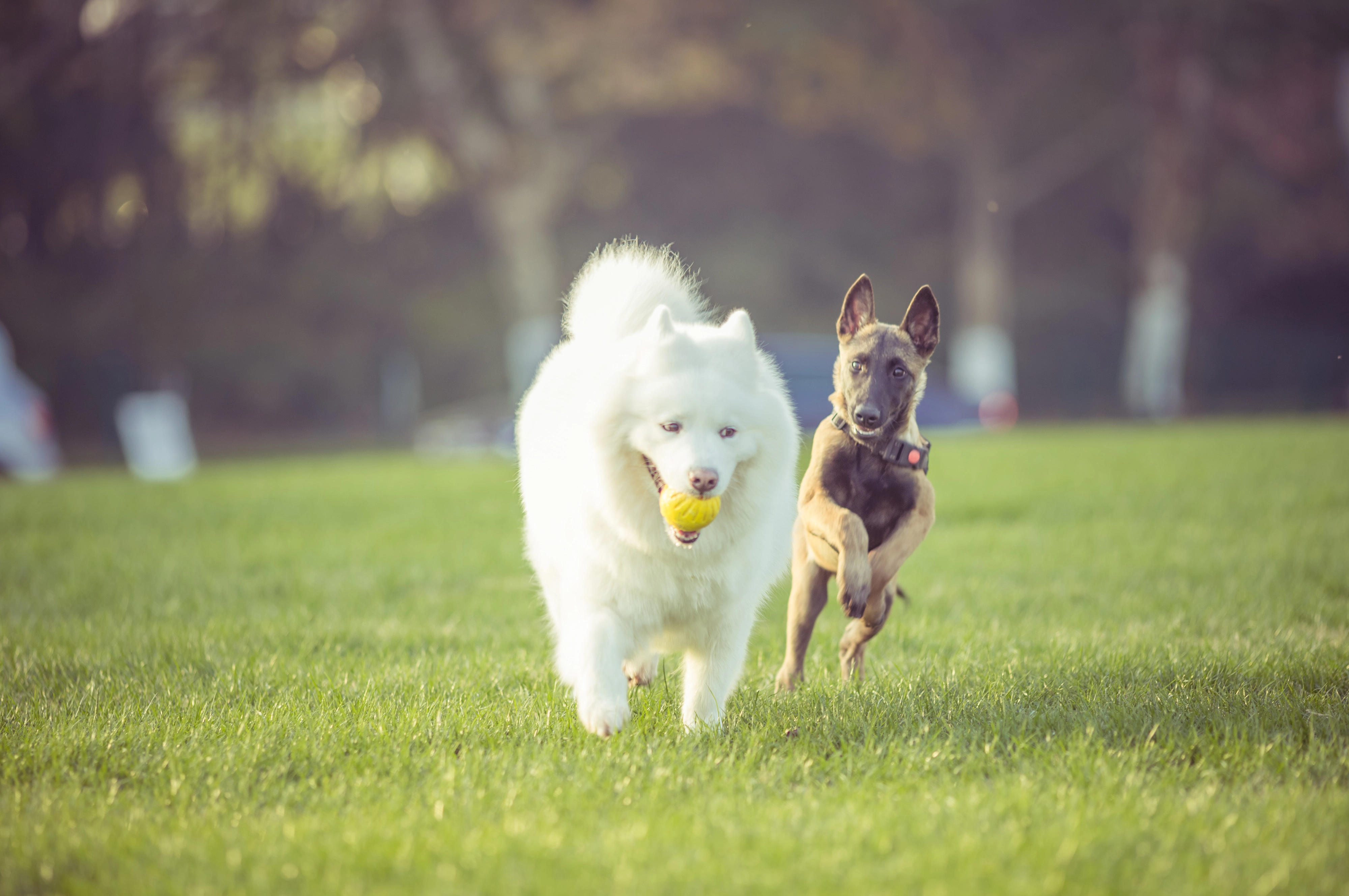 Is adopting a dog difficult?