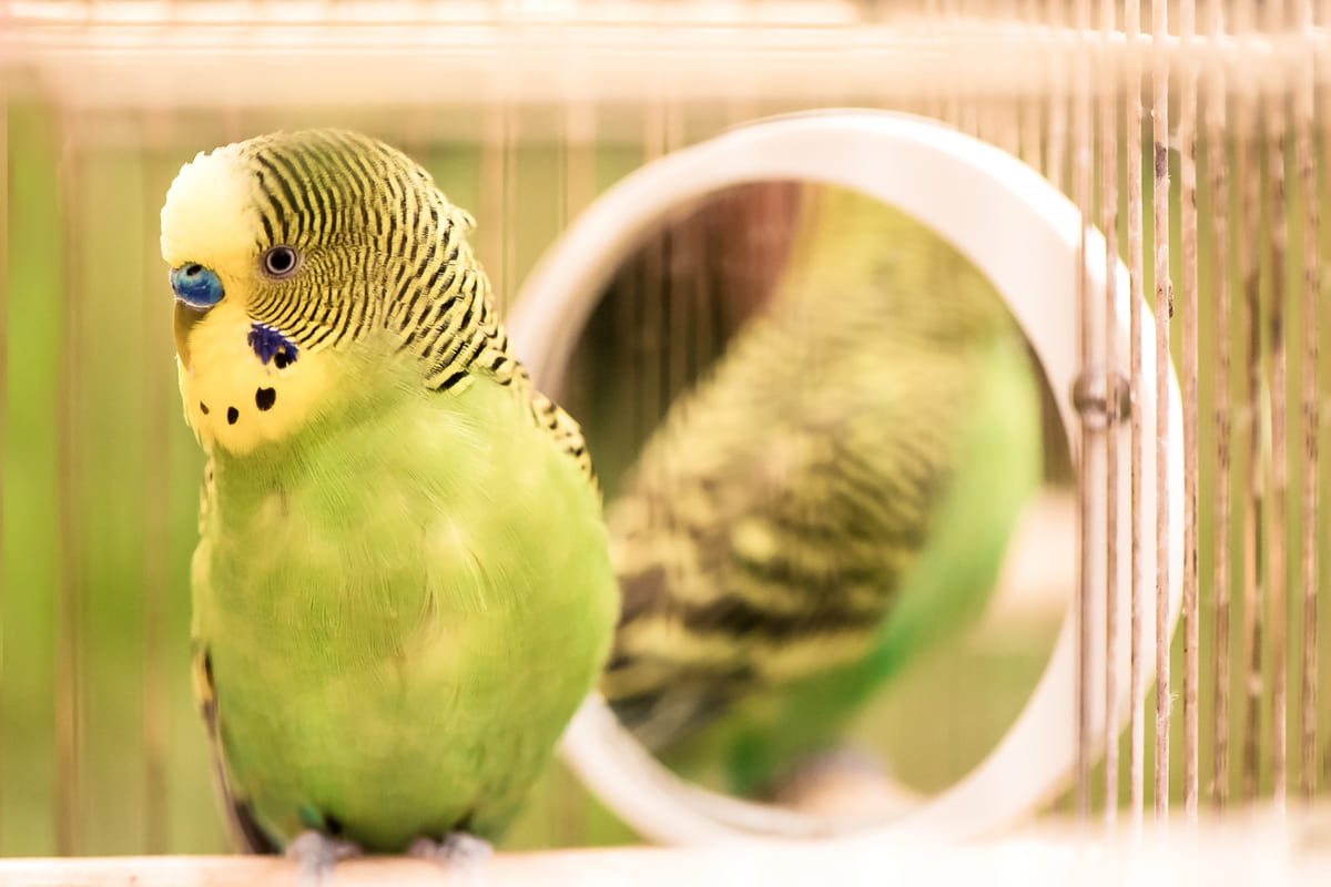 Budgie standing in front of the mirror in its cage