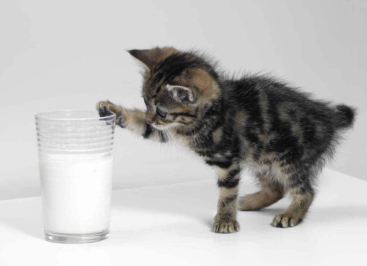 A kitten reaching for a glass of milk with its paw
