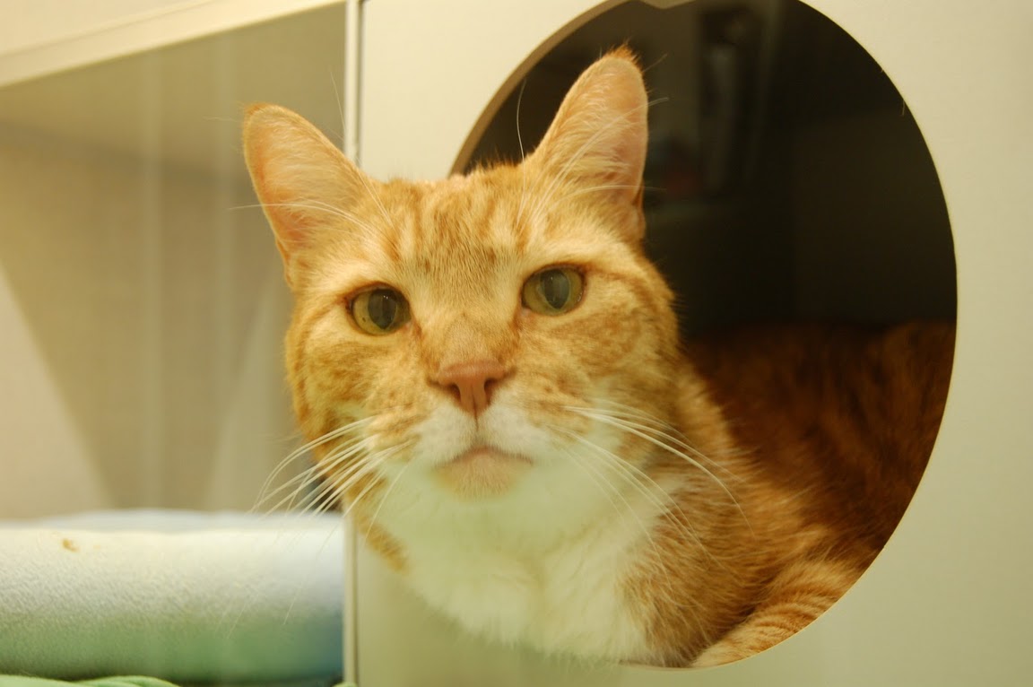 Yellow and white cat sitting inside the cat house with its head sticking out