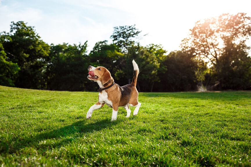beagle