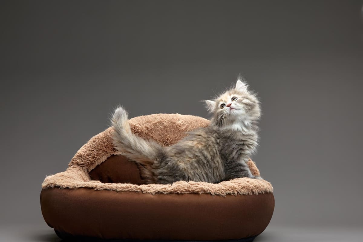 Kitten looking up inside its bed