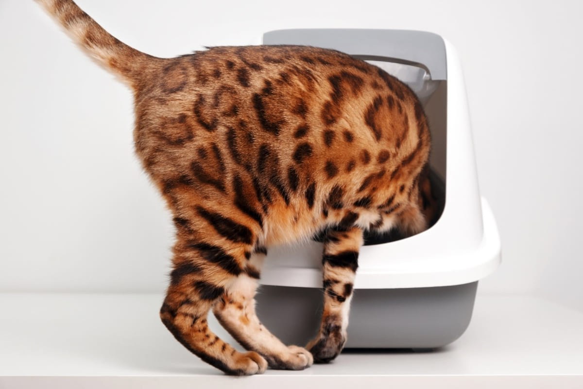 Bengal cat entering a closed cat litter box