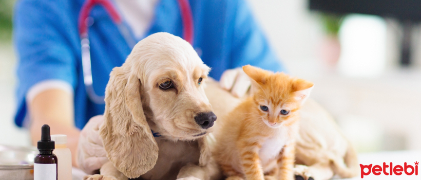 Questions Pet Owners Should Ask Veterinarians