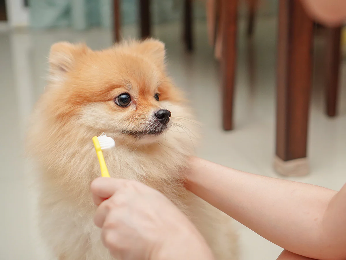 Pomeranian Boo dog about to have its teeth brushed