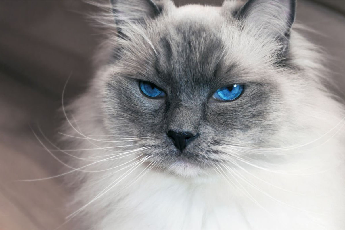 A cat giving a glare